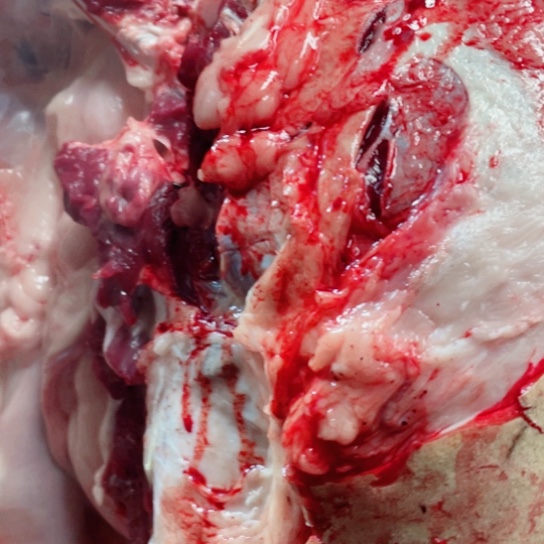 【闪购商品】冷冻保存30天包装河北省平*人