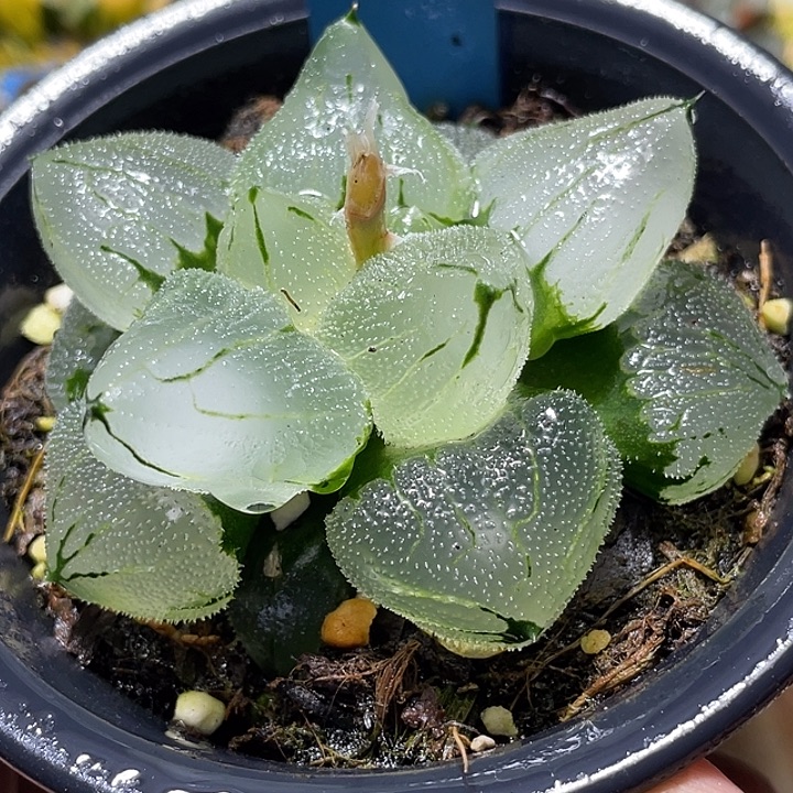 546巨大化冰玉鸾母本