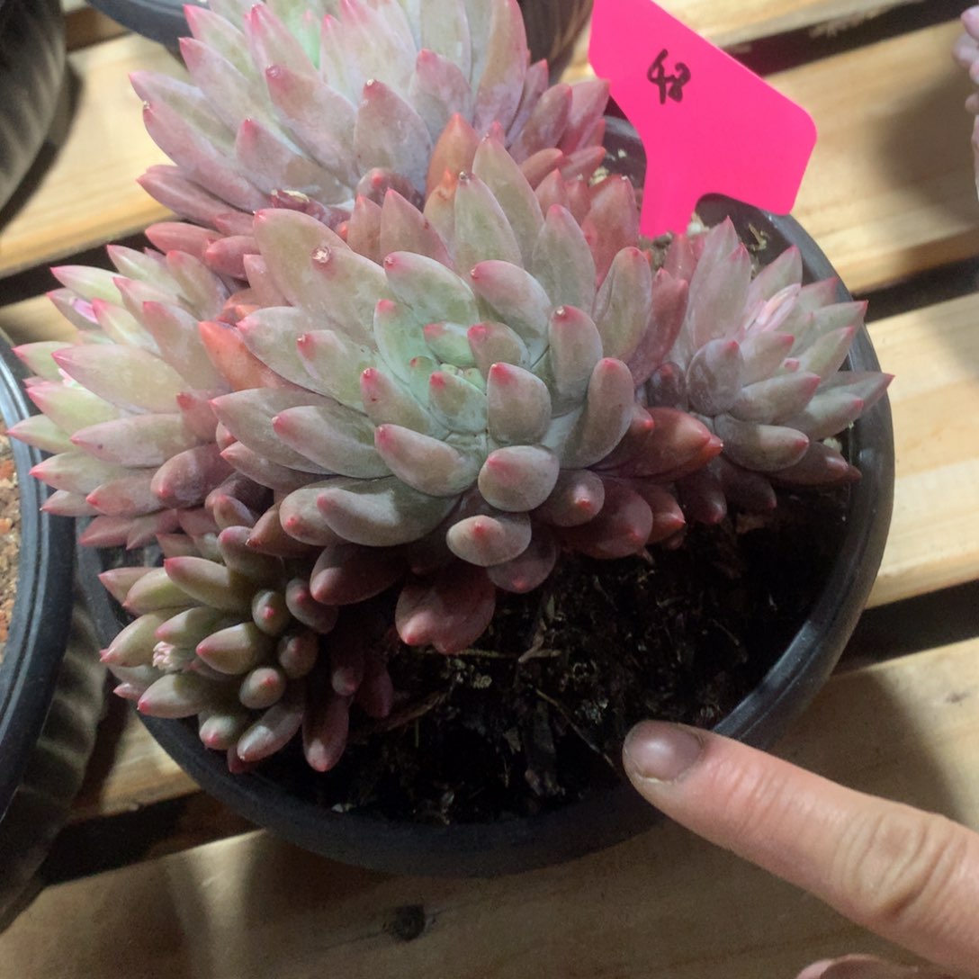 多肉植物多肉植物