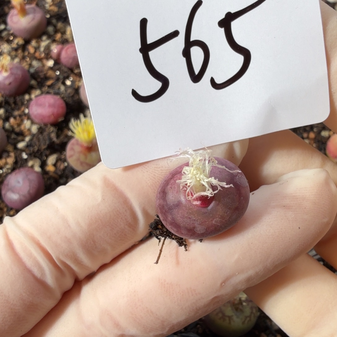 草***鲨多肉多肉多肉11-565