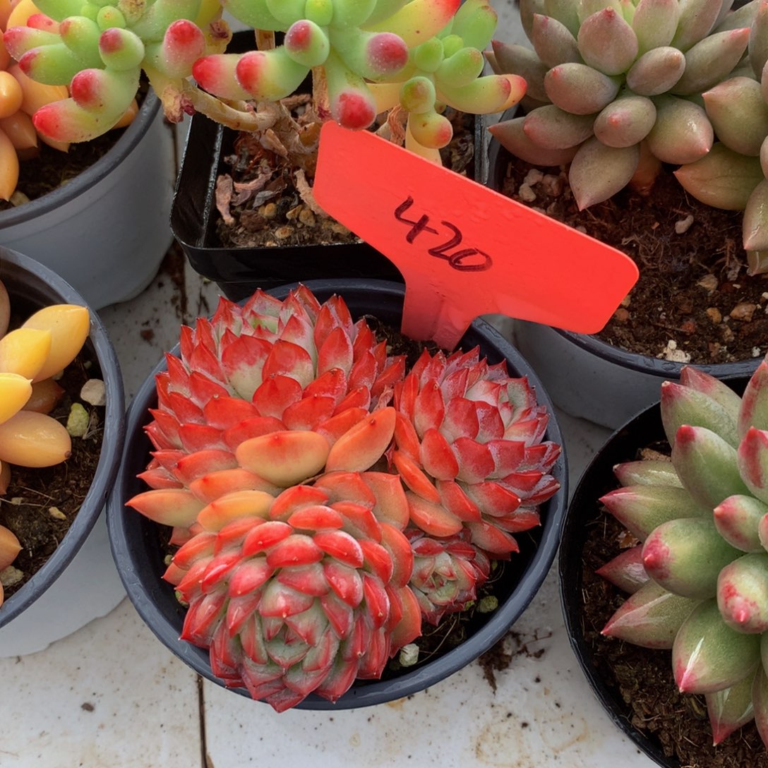 沙漠玫瑰7277272727272