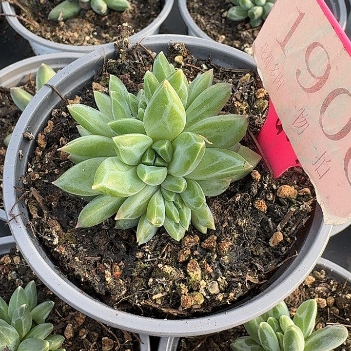 美人缀化1906多肉植物