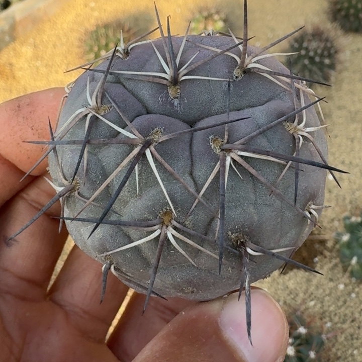 习志野有根66666666