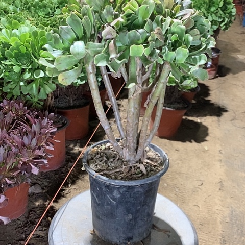 原始绿多肉植物法师19号