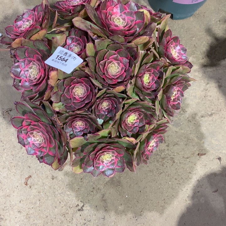 1564粉花妖多肉植物