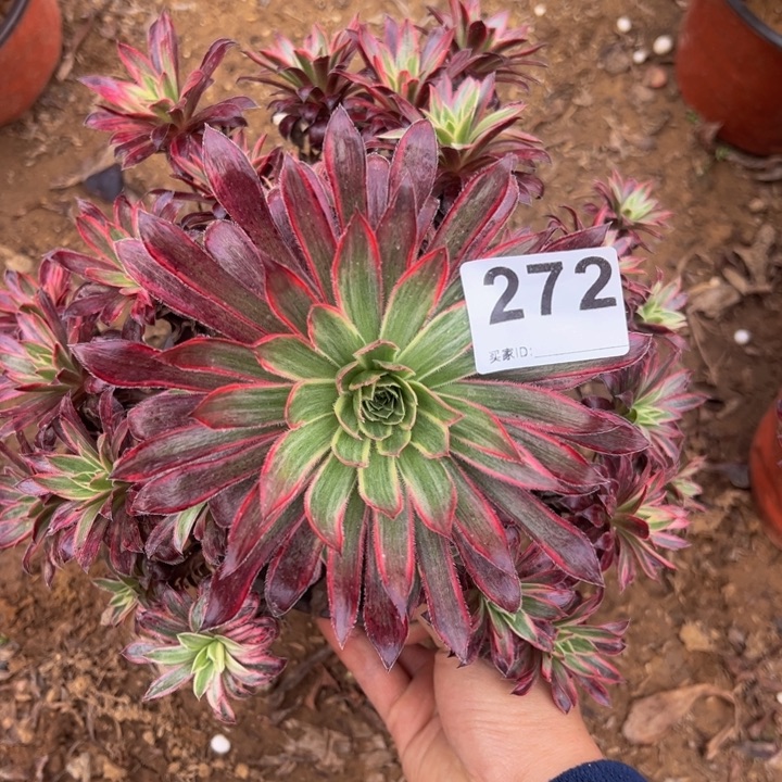 孔雀锦瑕疵多肉植物272