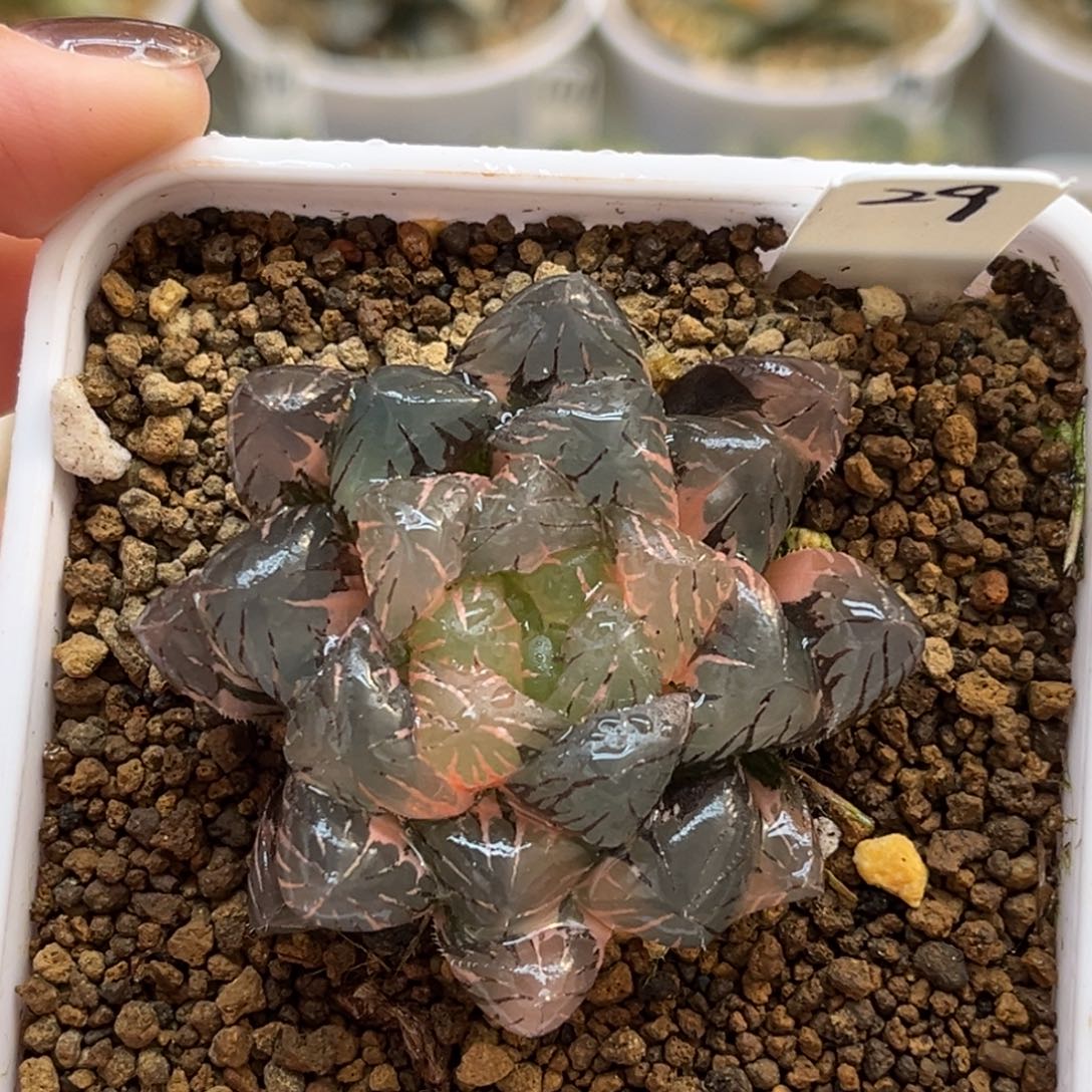 29冰灯玉露锦福利专场