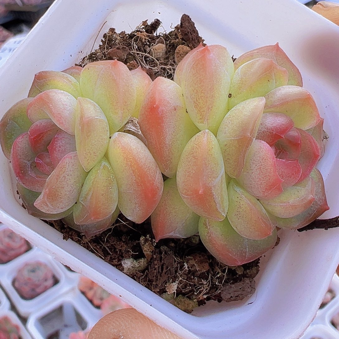 双头精品琴心19包邮