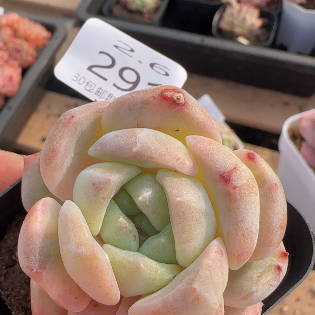 纯爱石化锦单头一颗脱土