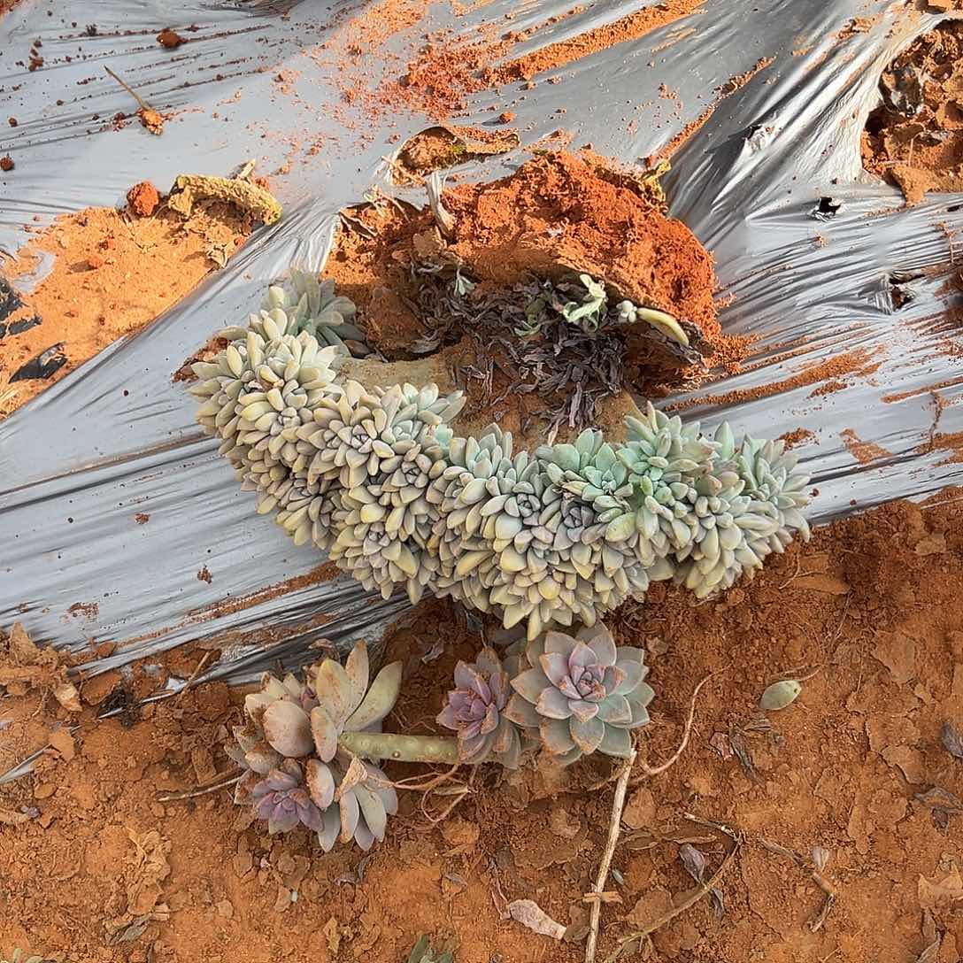 ༻***听淡雪多肉一物一拍6号