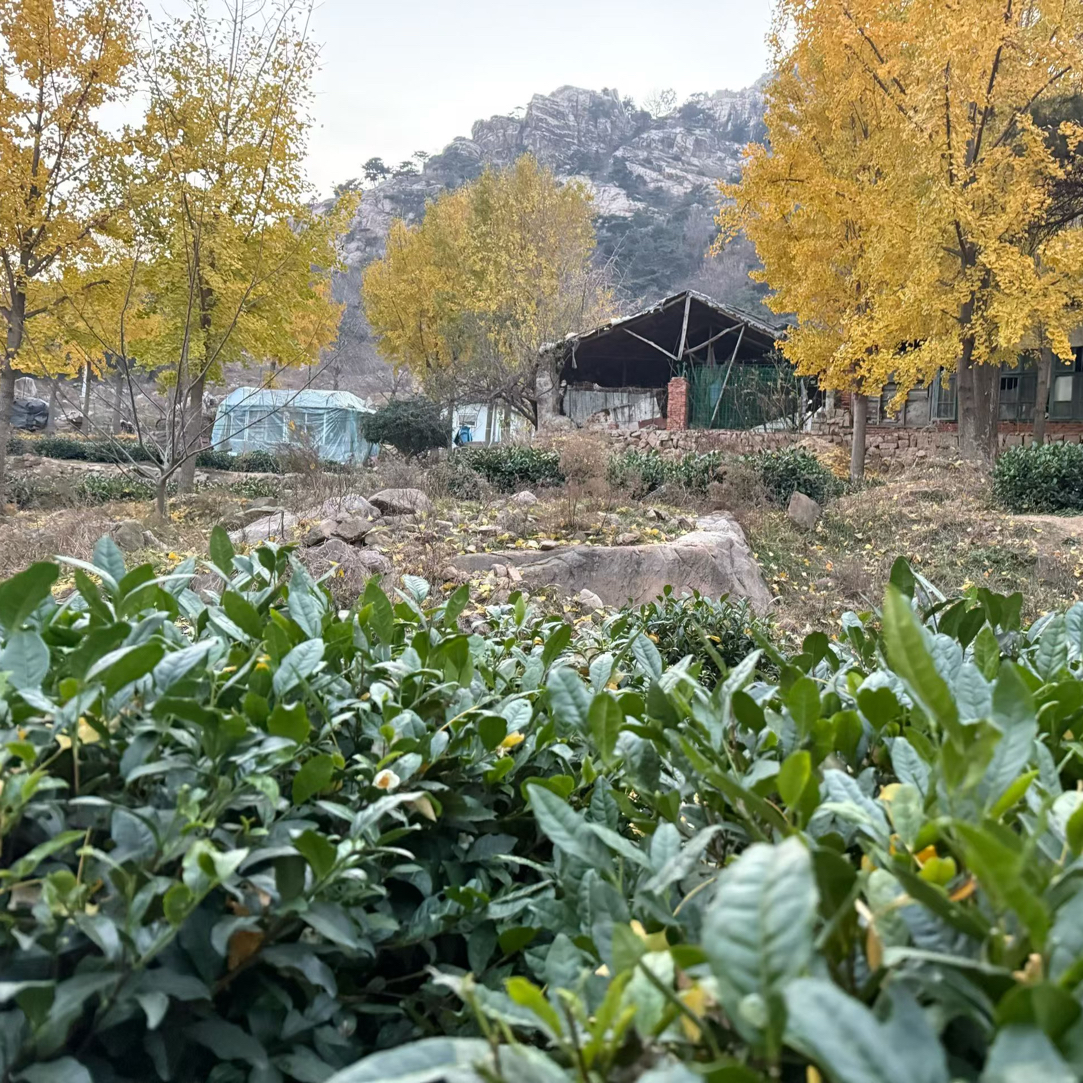 【高碎三斤装】新茶秋茶高碎便宜好喝浓香沙口