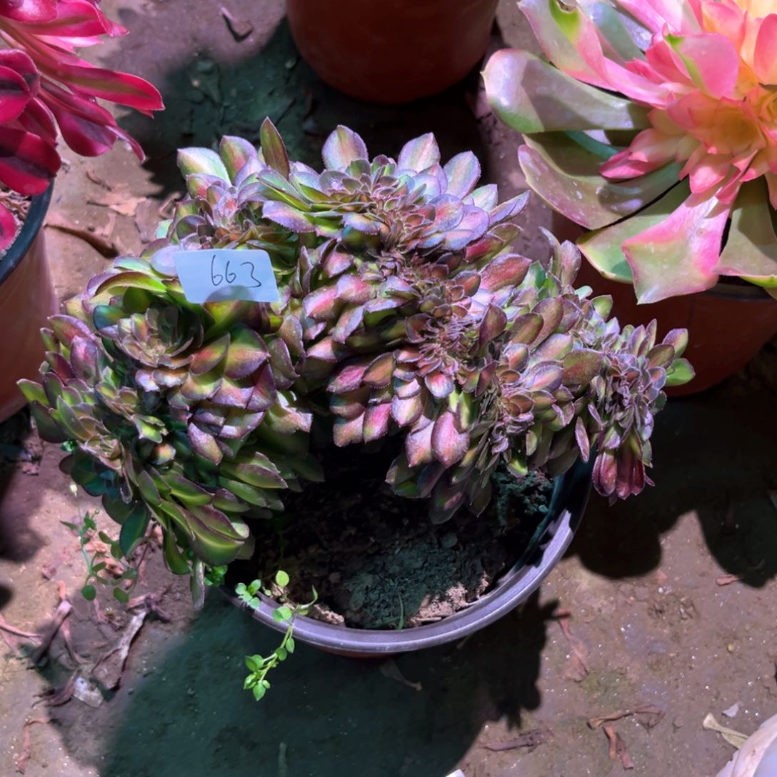 多肉植物抹茶缀663