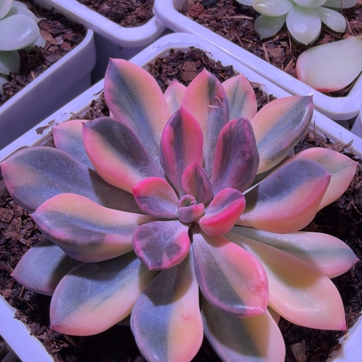 丘比特锦多肉植物