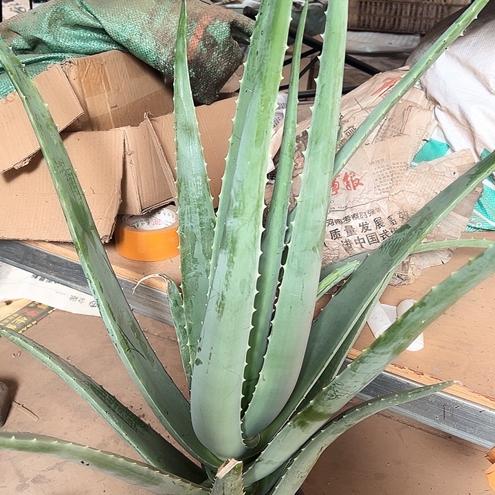 无花朵2盆盆栽，2袋肥料