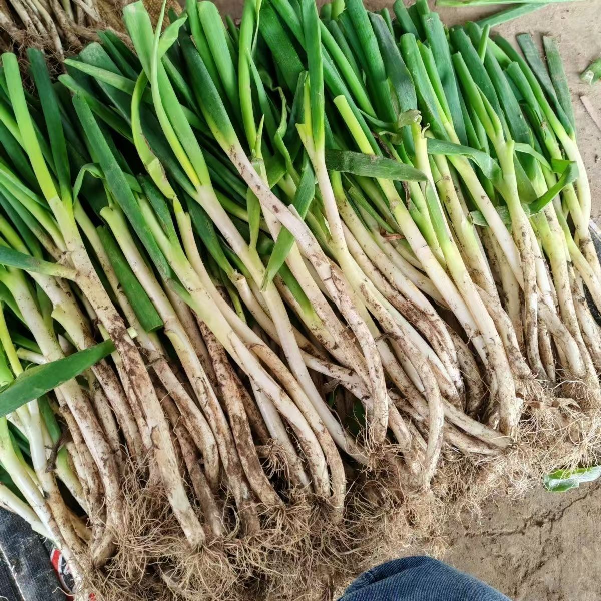 现挖细葱新鲜大葱现挖可生吃蘸酱调味炒菜蔬菜大葱