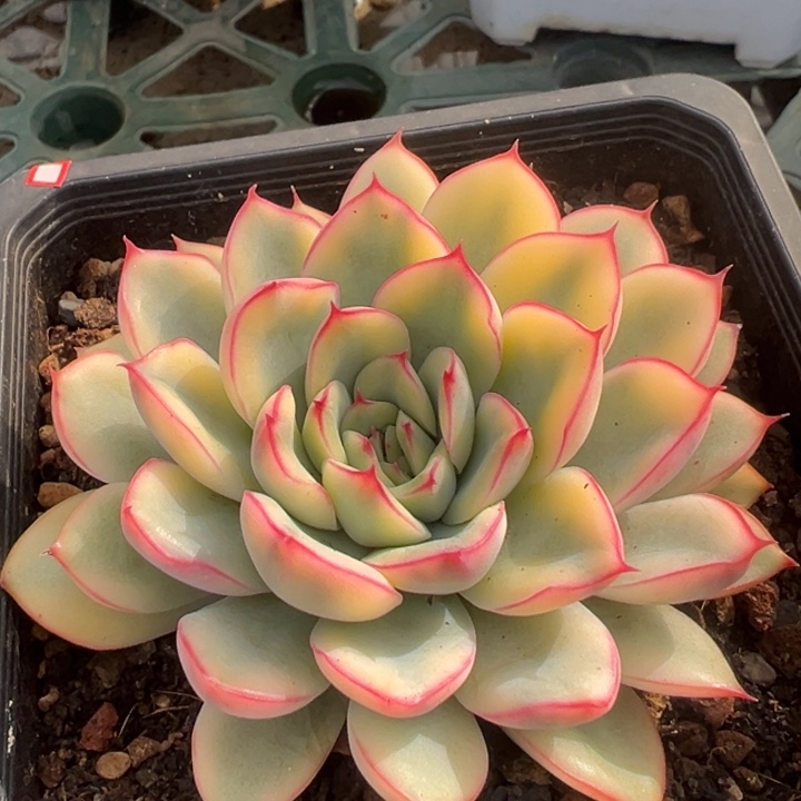 荷花锦一物一拍锦龙