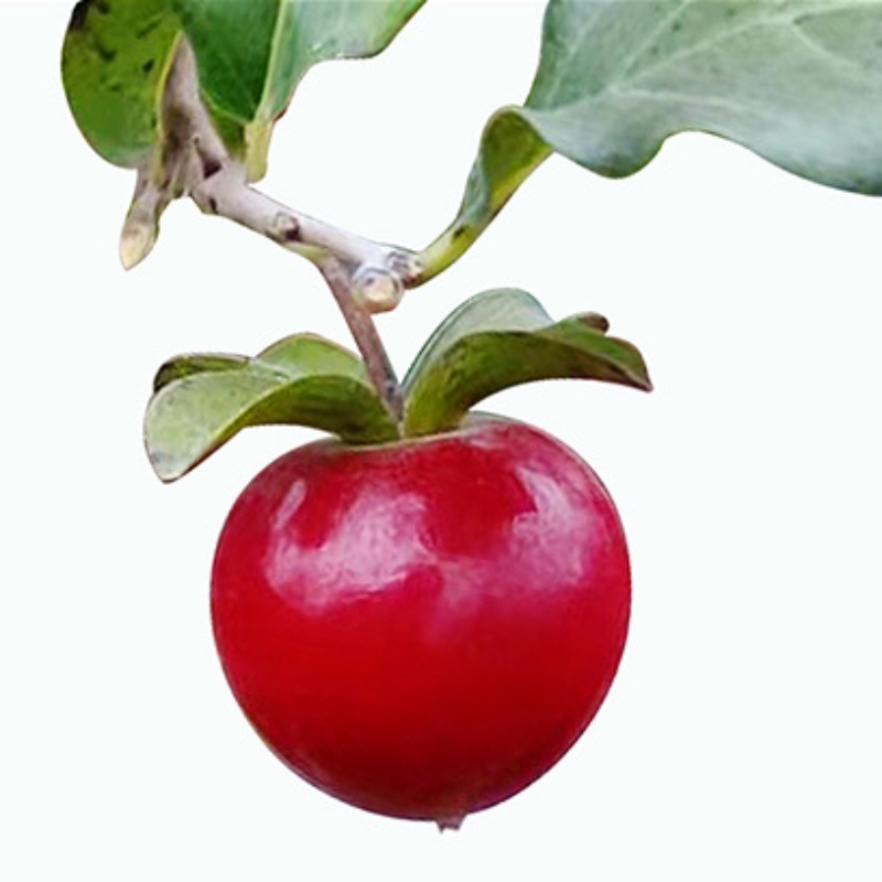 画水 国产室内绿植根培原生老鸦柿品种小苗阳台盆栽