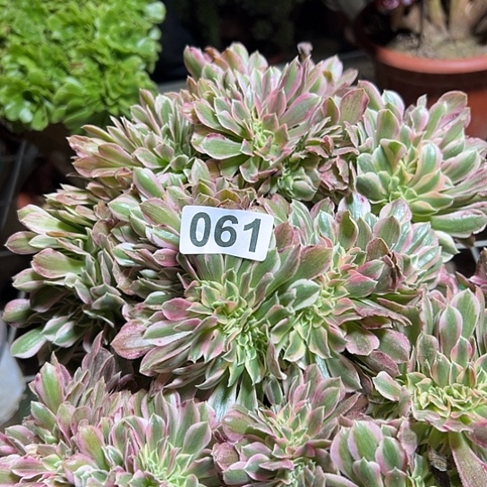 是***多肉植物一个女巫061