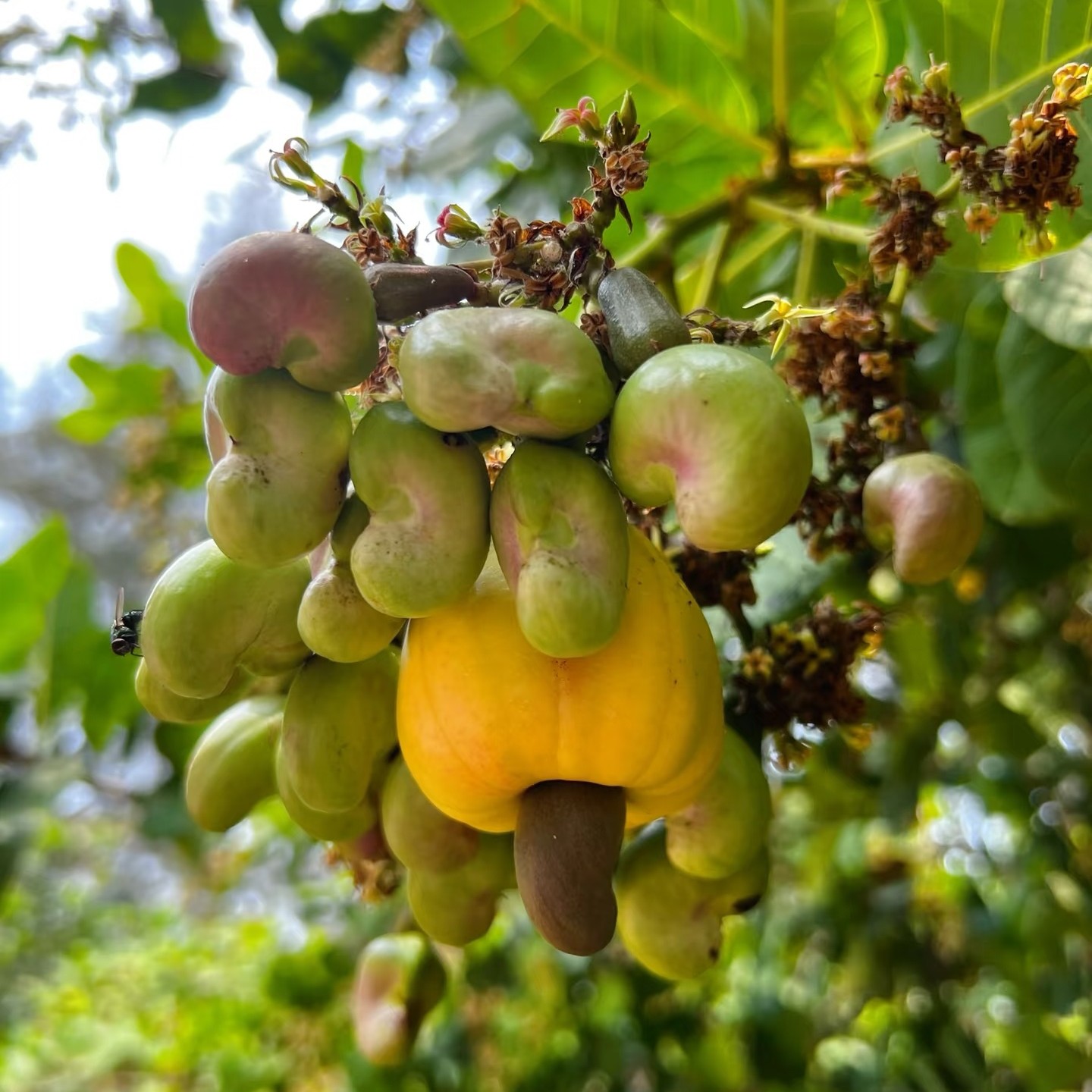 富贵收山货】云南新鲜蛋黄果鸡蛋果当季软糯香甜孕妇幼儿辅食水果