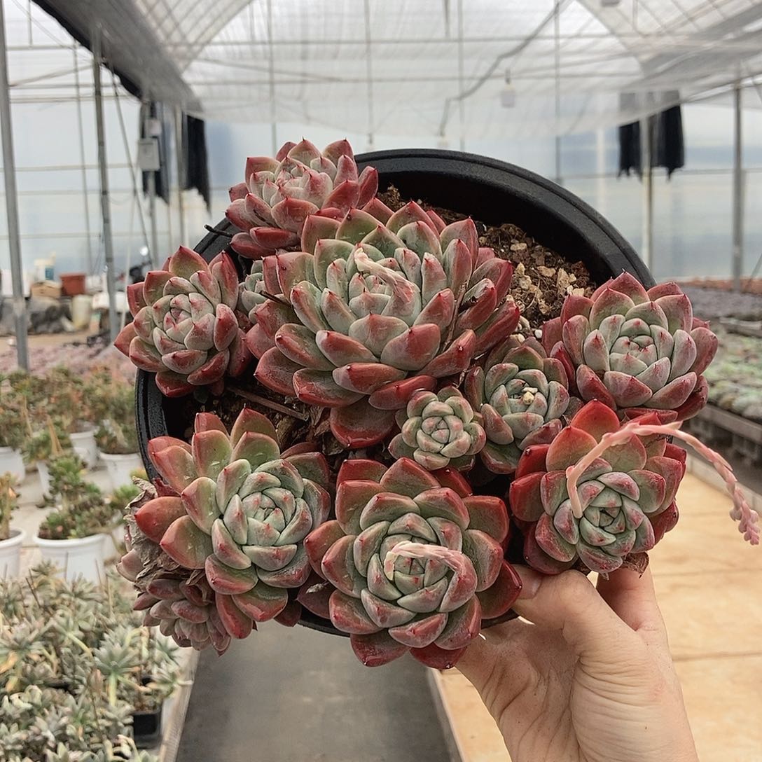 阿尔巴佳人随机发货