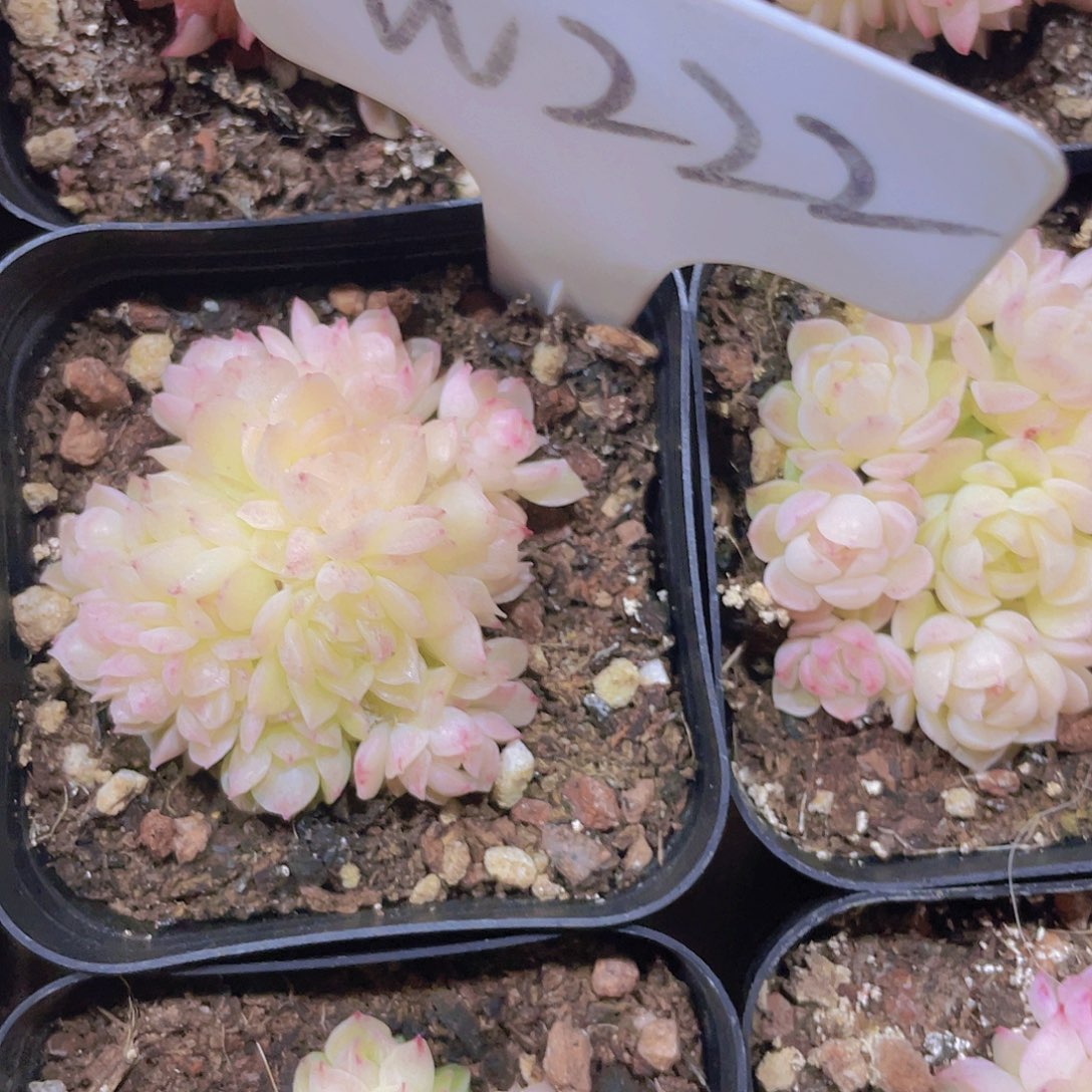 爱杜丽儿w222一物一拍