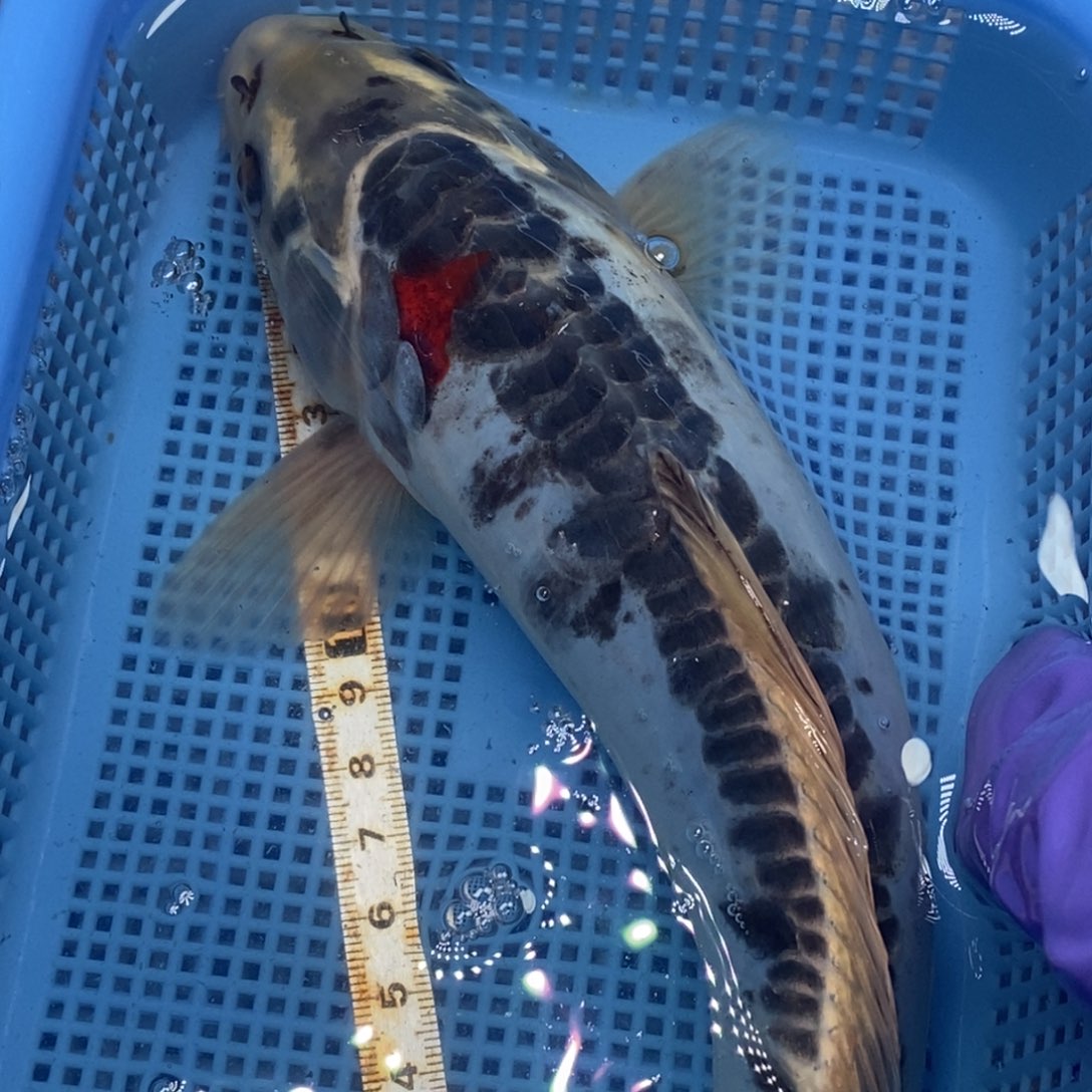 锦鲤冷水锦鲤包邮