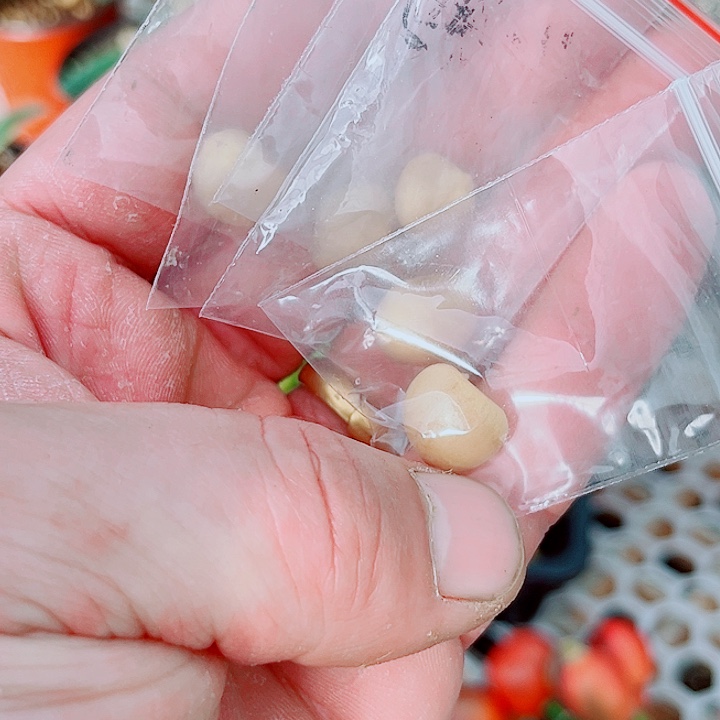 完全开放君子兰奇异彩种