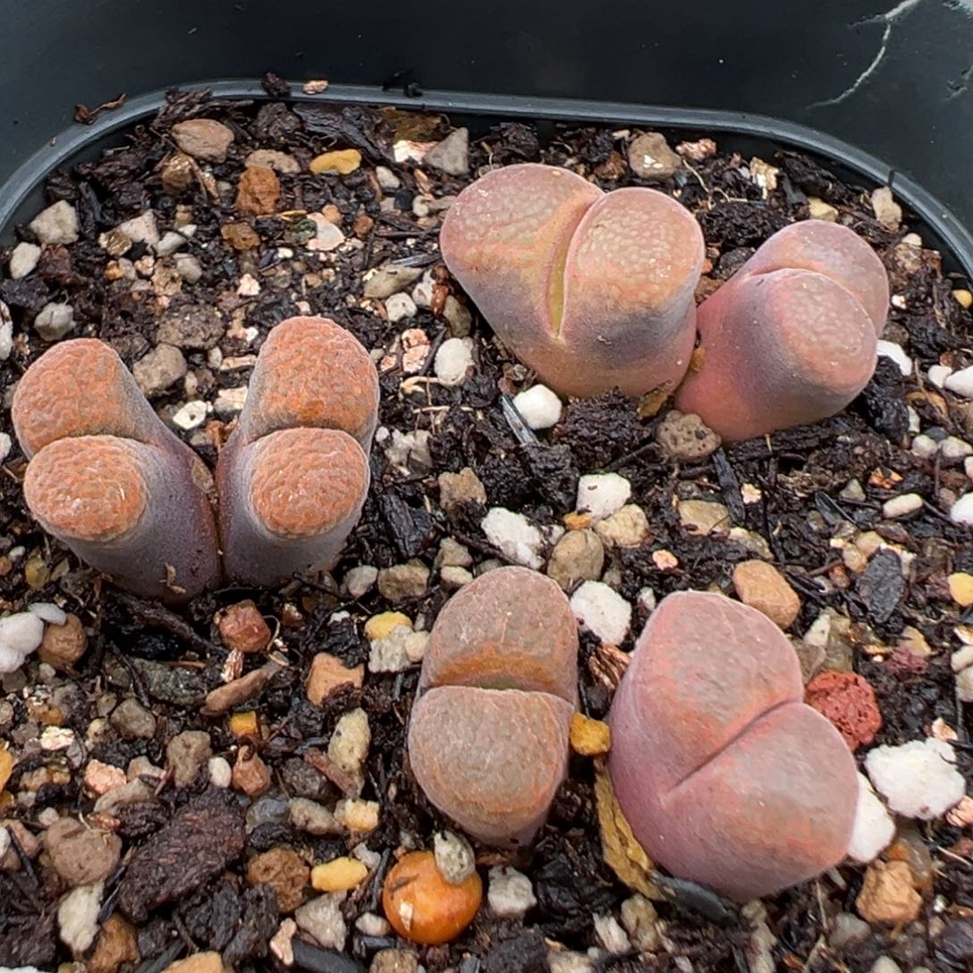 9.8好看的多肉脱土发货116