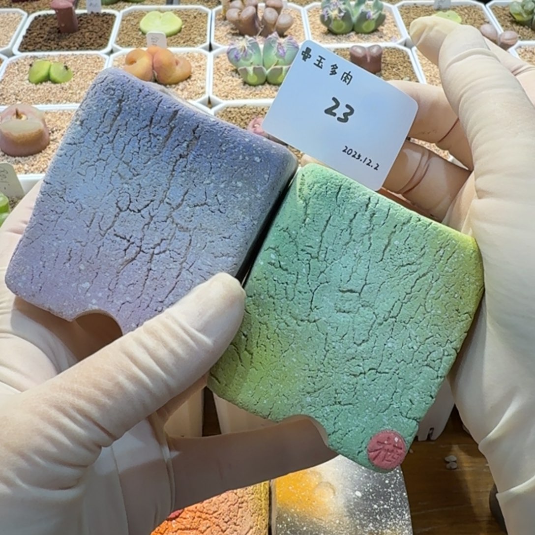 万***筒多肉多肉多肉12.2-023