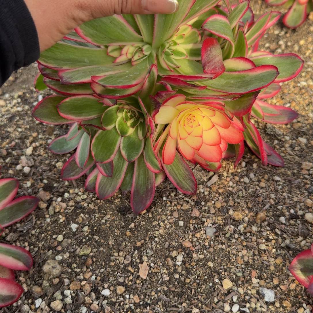 920荔枝 多肉植物