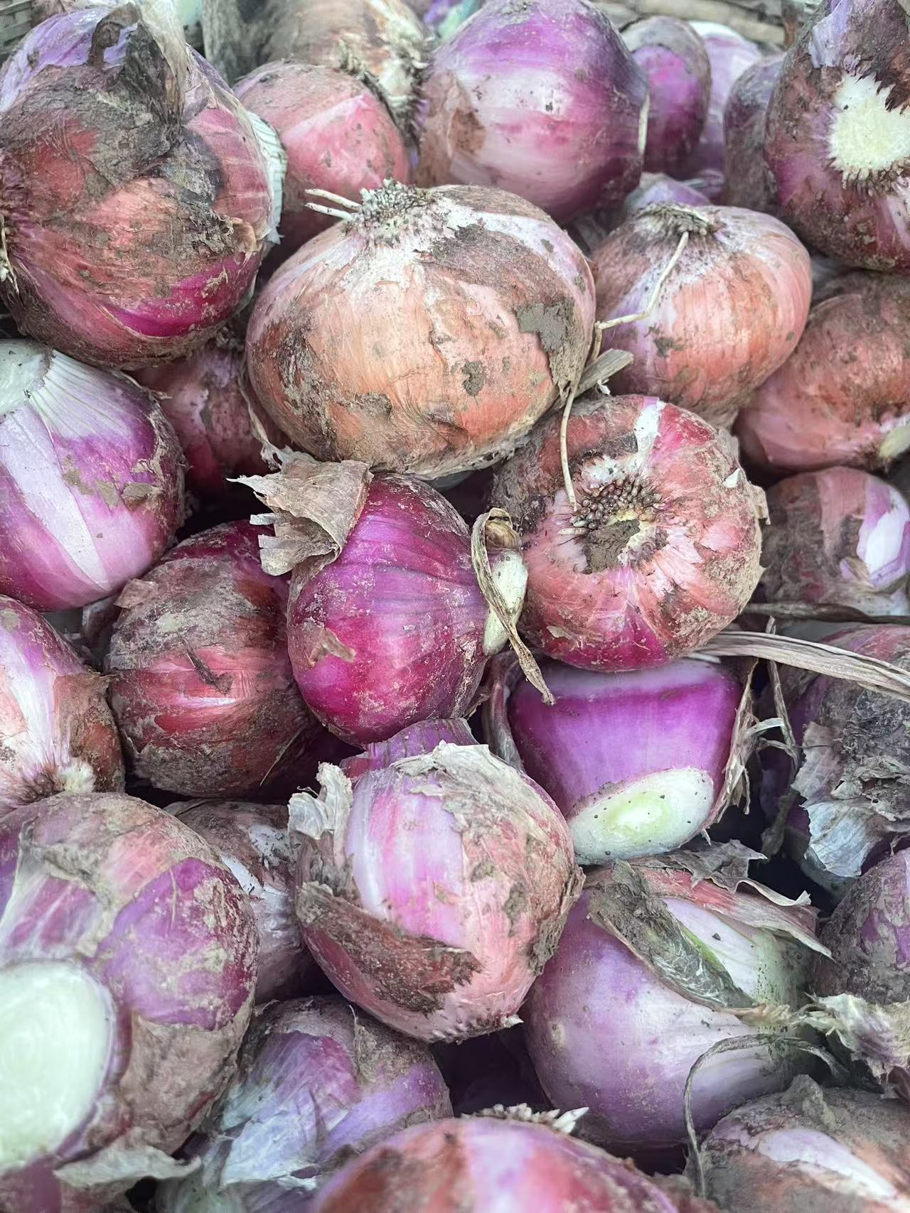 湖北紫皮洋葱农家种植洋葱圆葱新鲜蔬菜