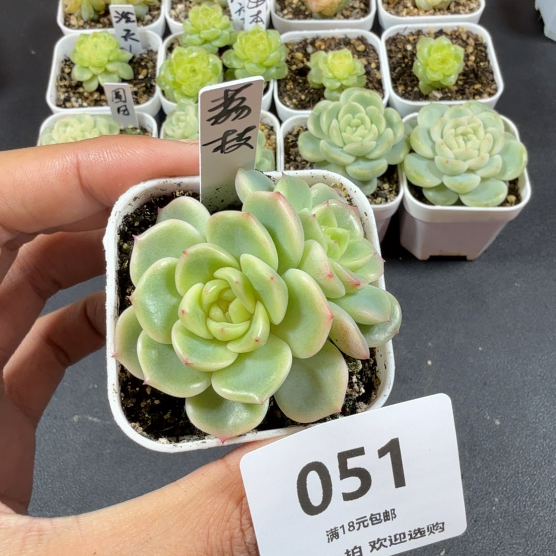 荔枝双头一物一拍051