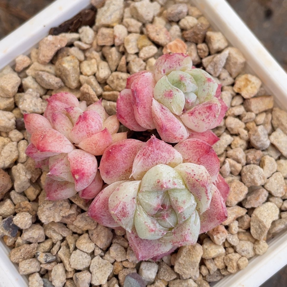 妙***佳阿尔巴石化宝贝专拍