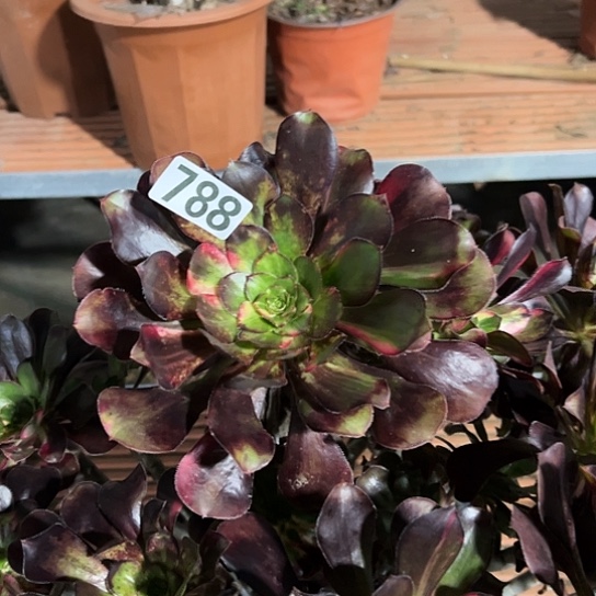 暖***云多肉植物一个花788