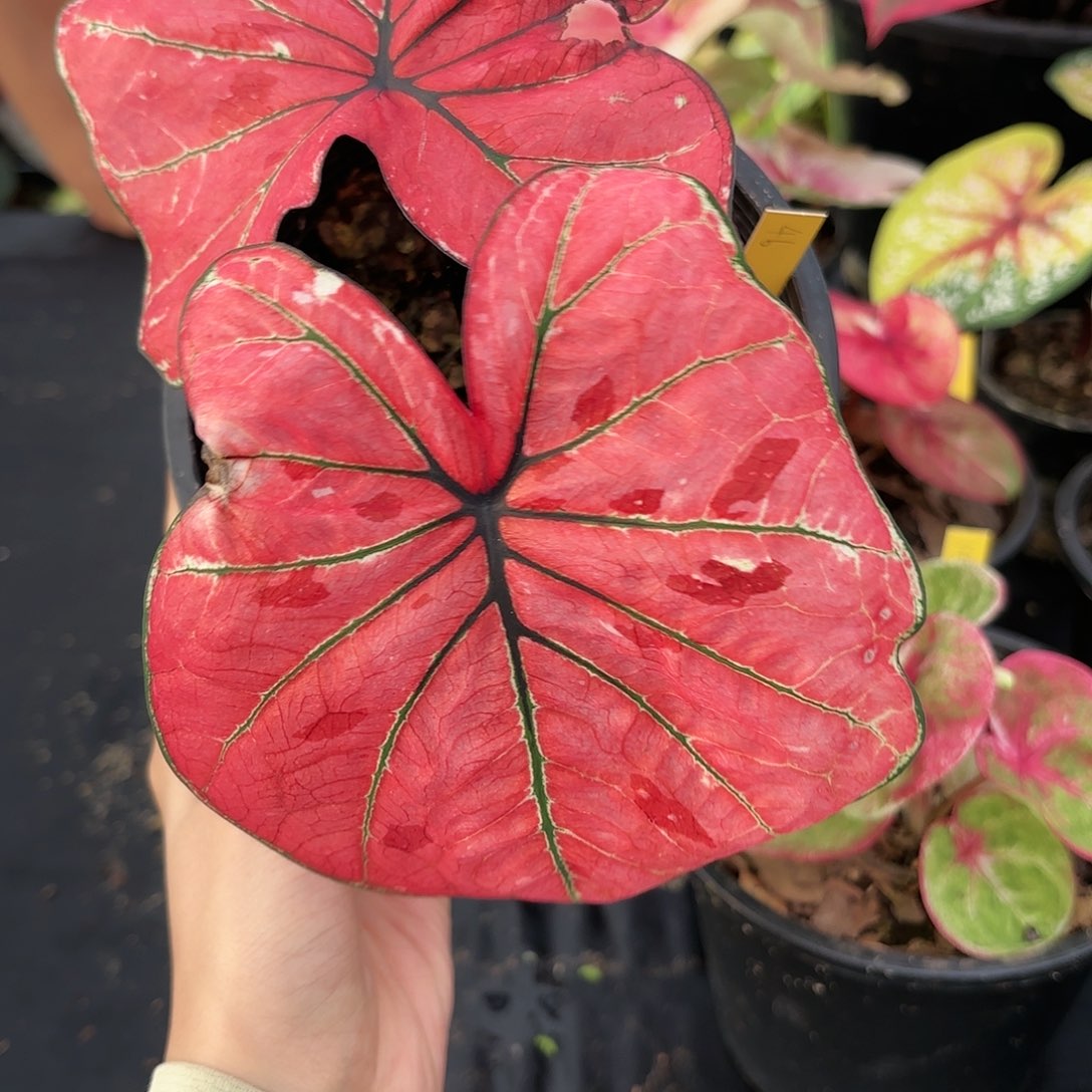 泰国彩叶芋46-0117