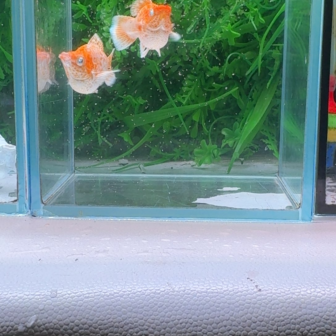 黑玛丽鱼885号玛丽2母