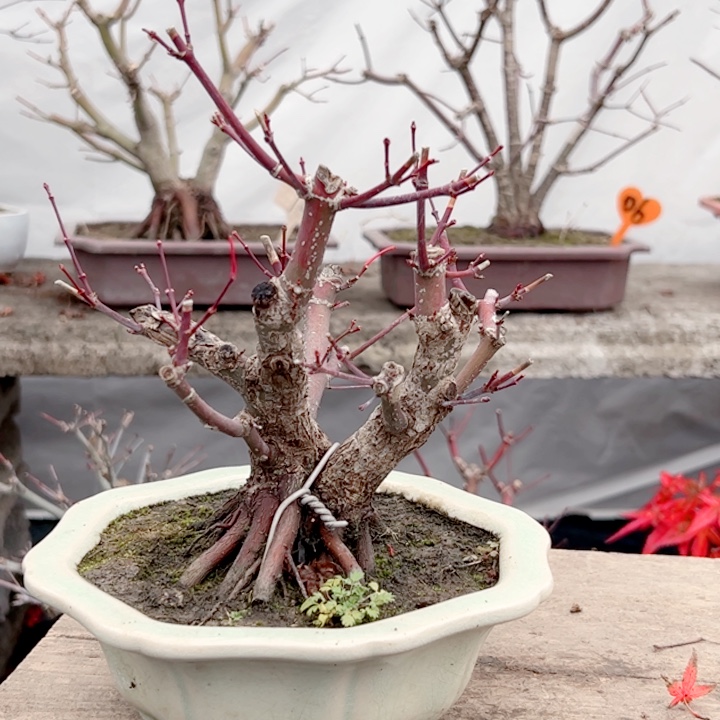 W***z无花朵枫树……枫树