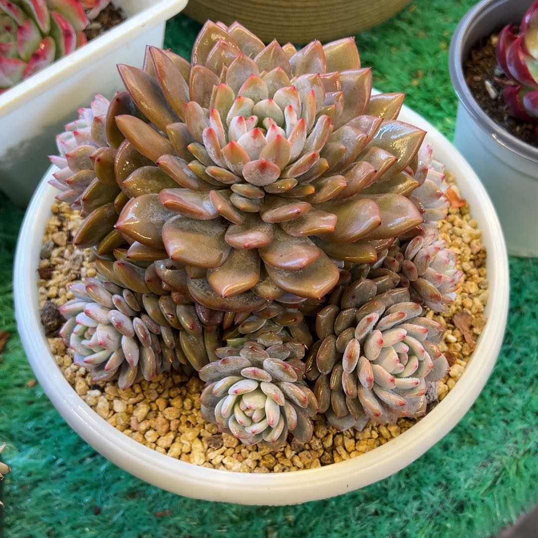 星星橙，，，，，，，，，，，，，，，，，，，