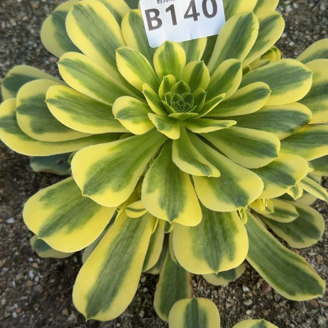 140金丝。  多肉植物