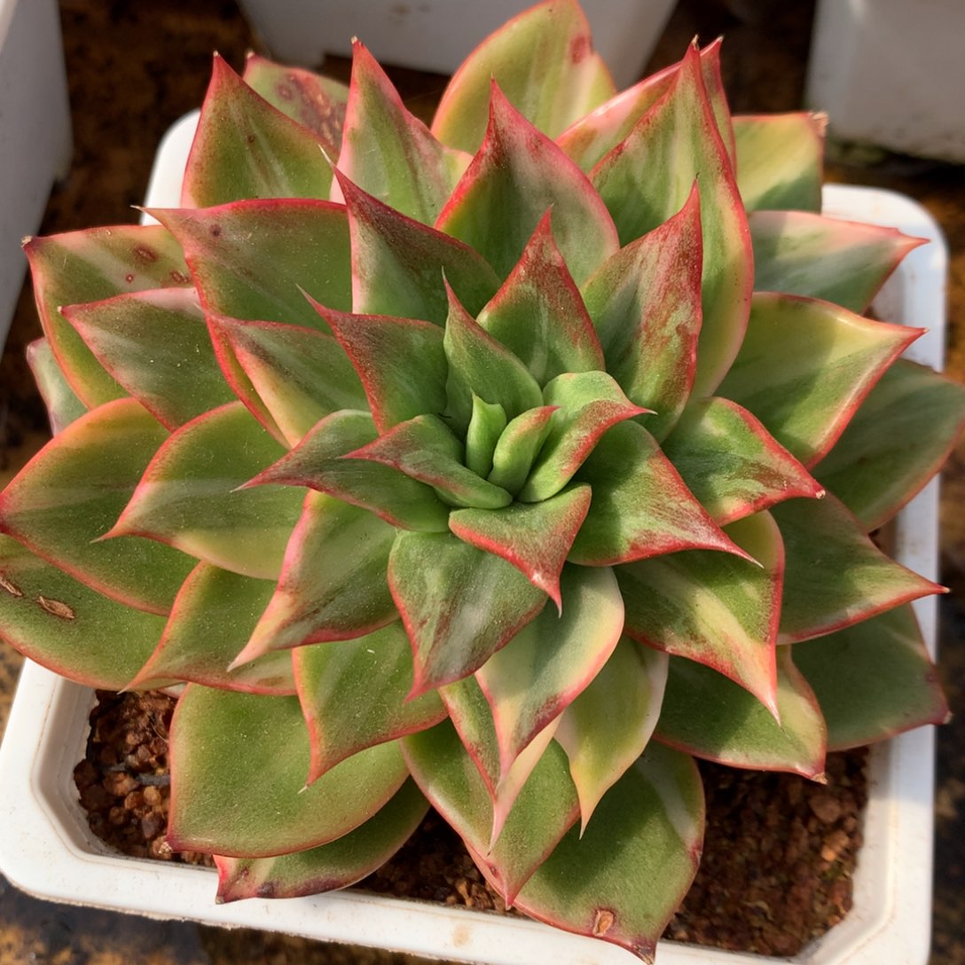 藏宝图j j j j j j l