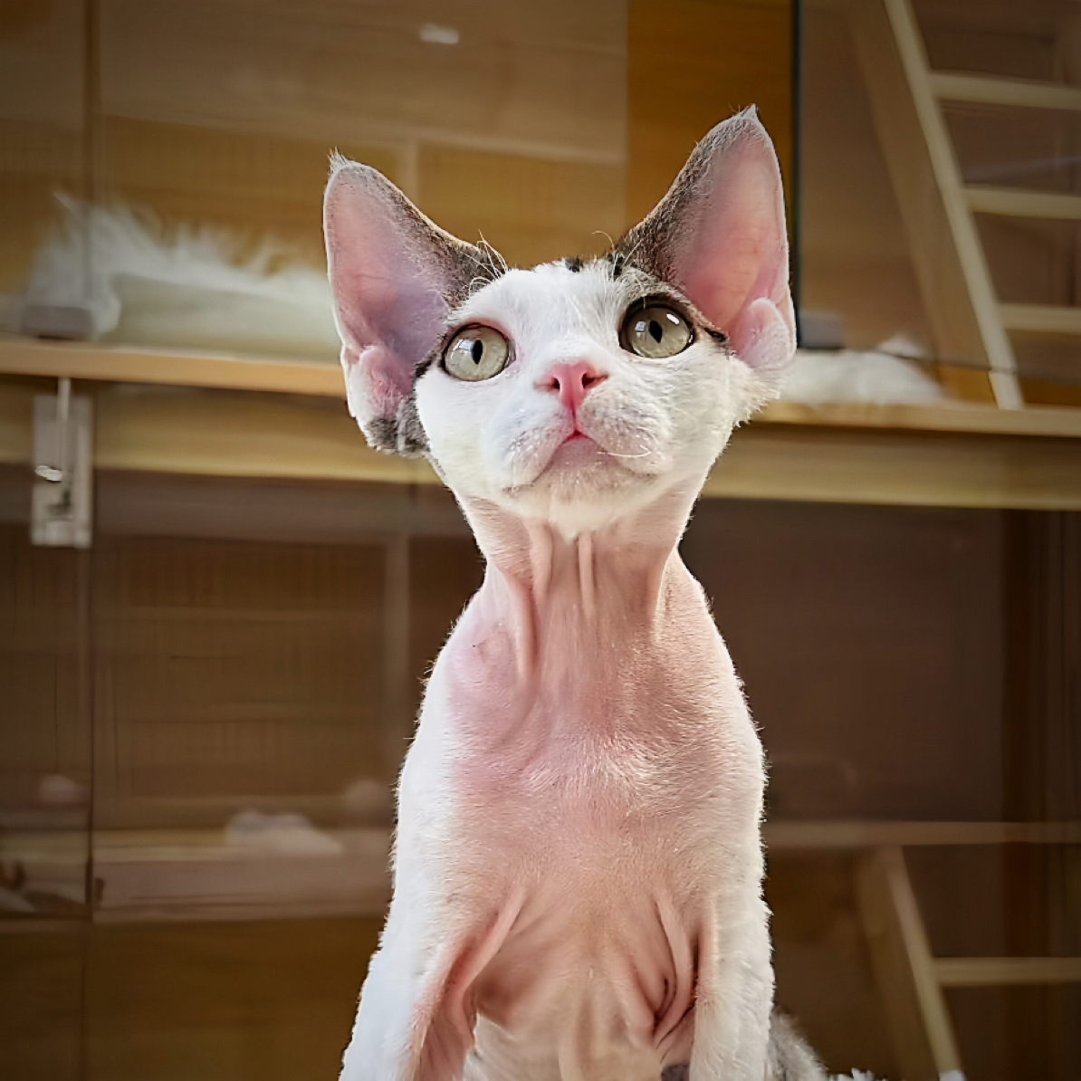 小美家可爱德文卷毛猫弟弟妹妹聪明温顺可作伴侣