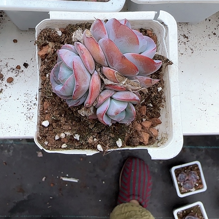青蛙王子儿童牙膏111