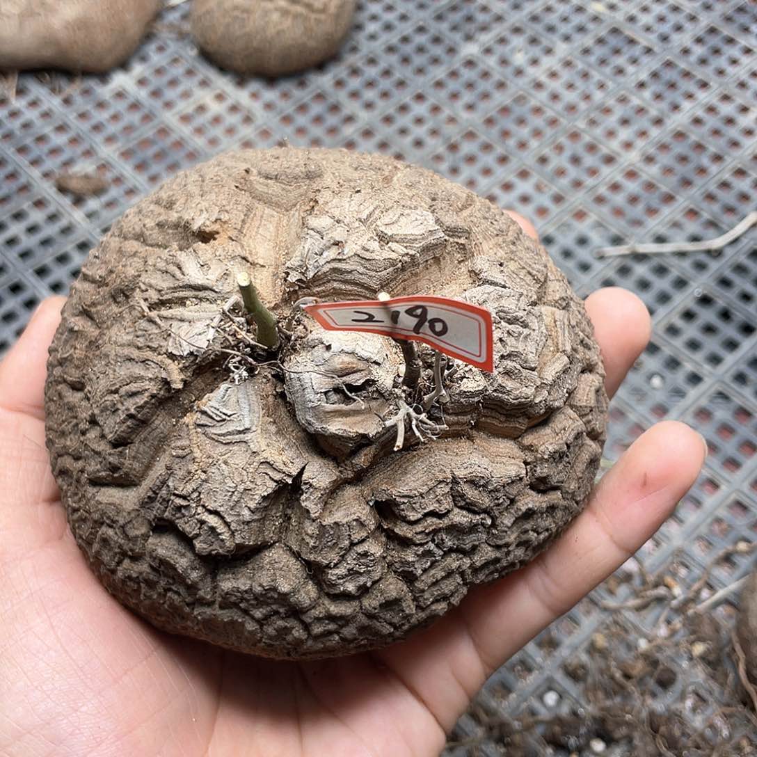 龟甲龙一物一拍2190号11cm