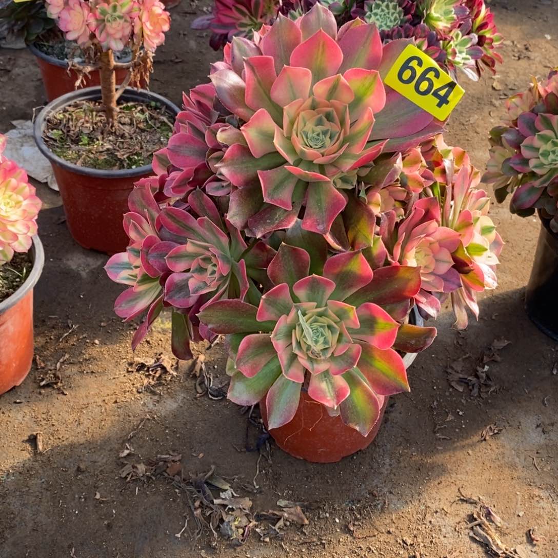 香妃多肉法师664