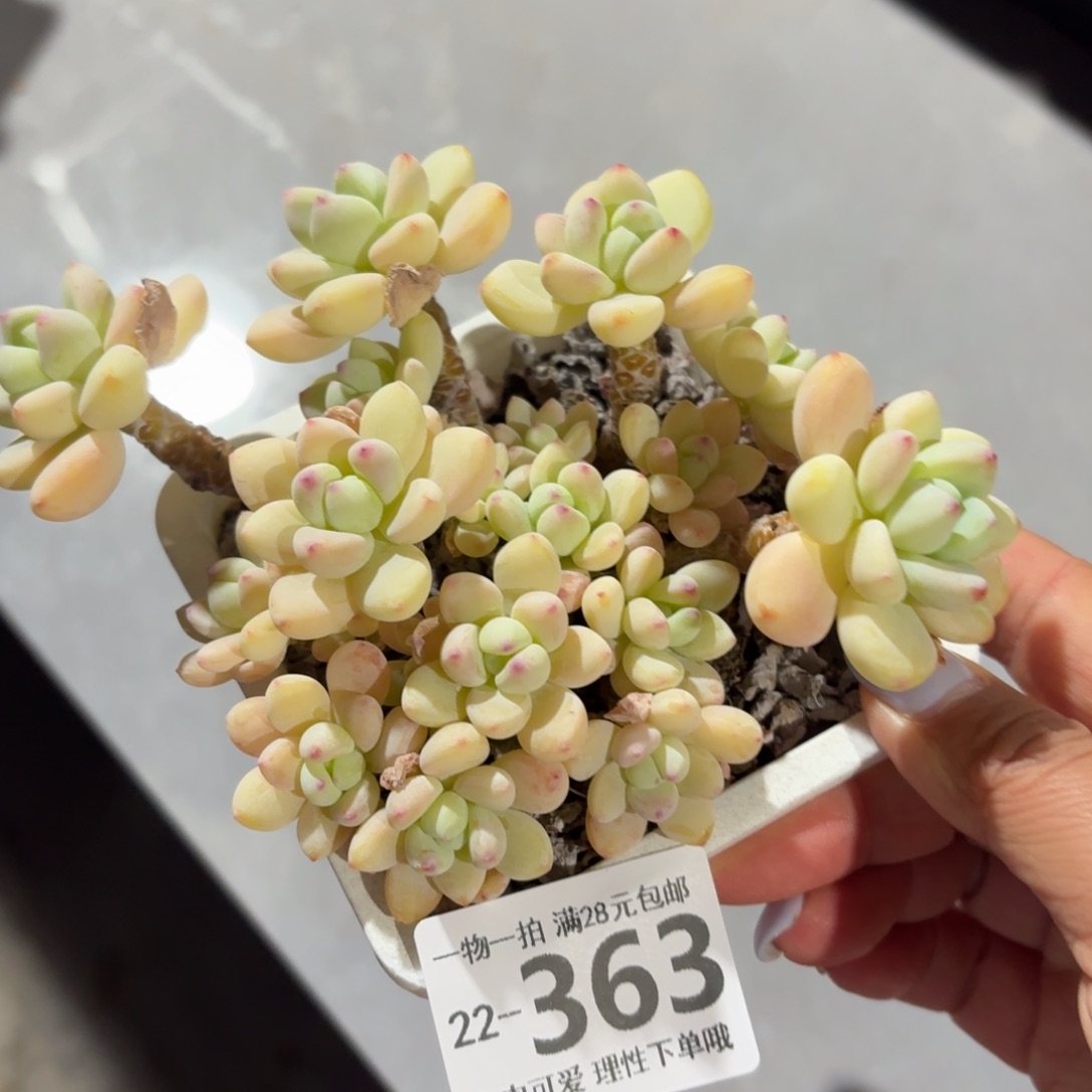 樱花罗琦无盆土发货无