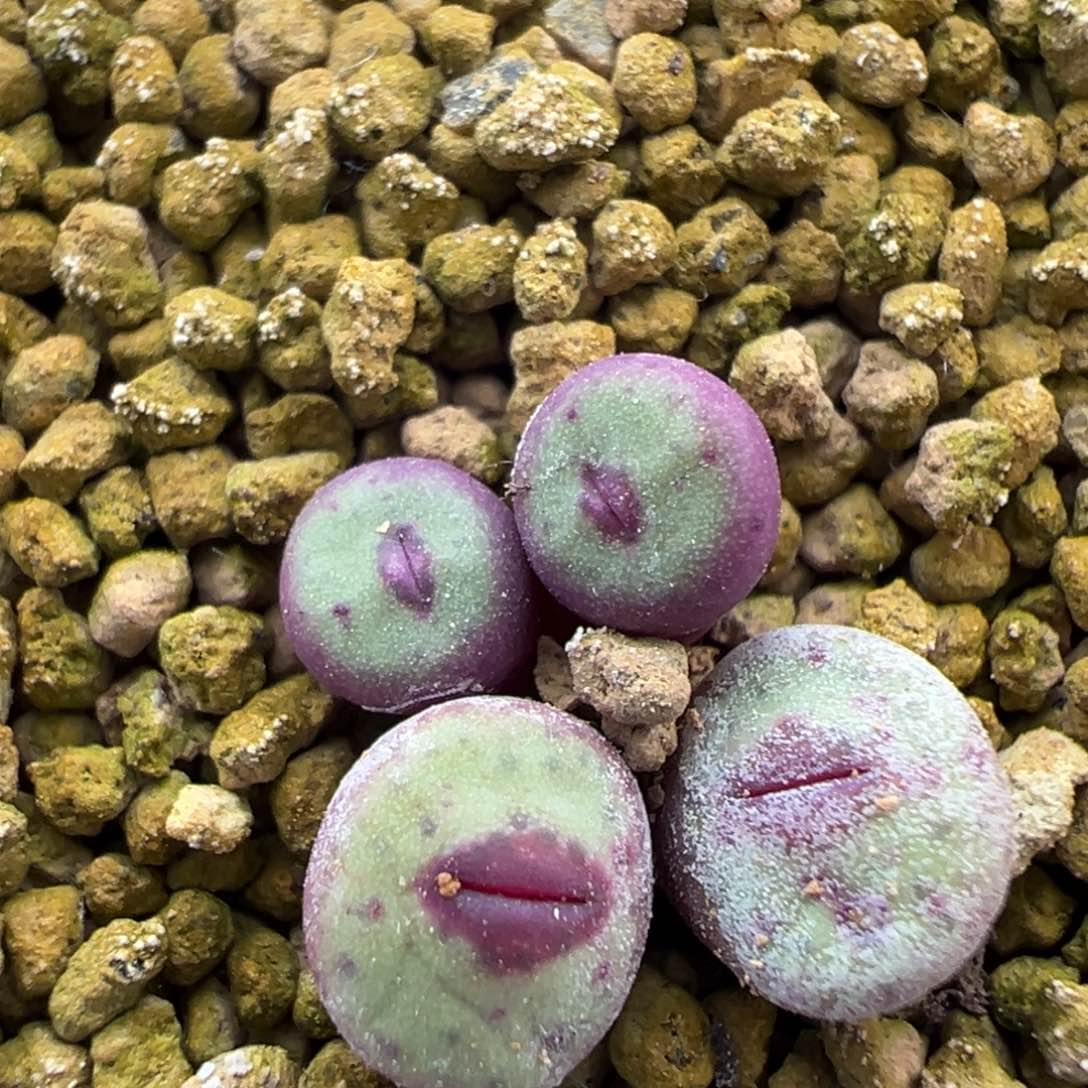 359号开播福利。             