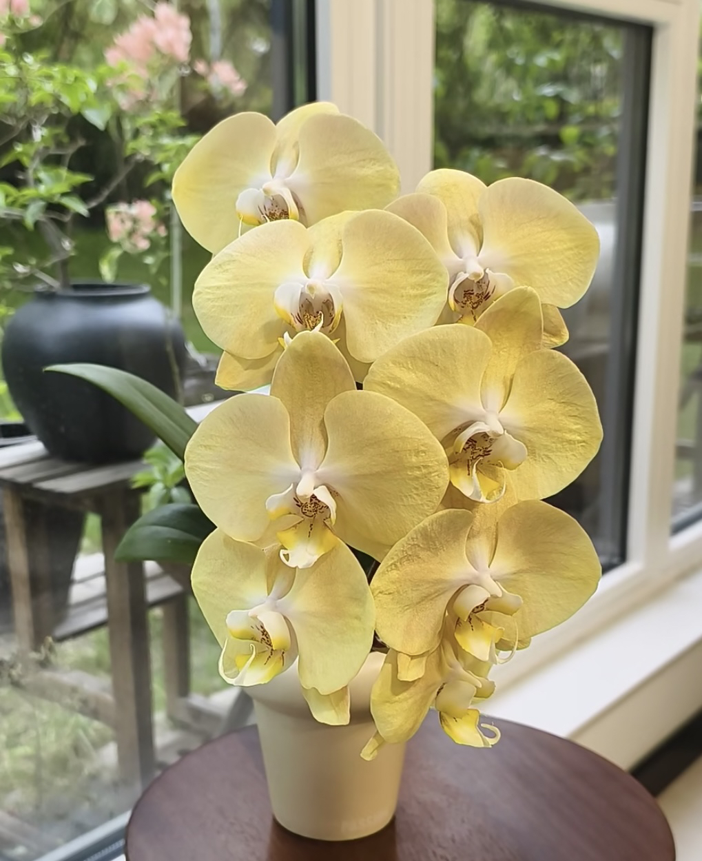 4.5寸哈克珍珠大叶蝴蝶兰