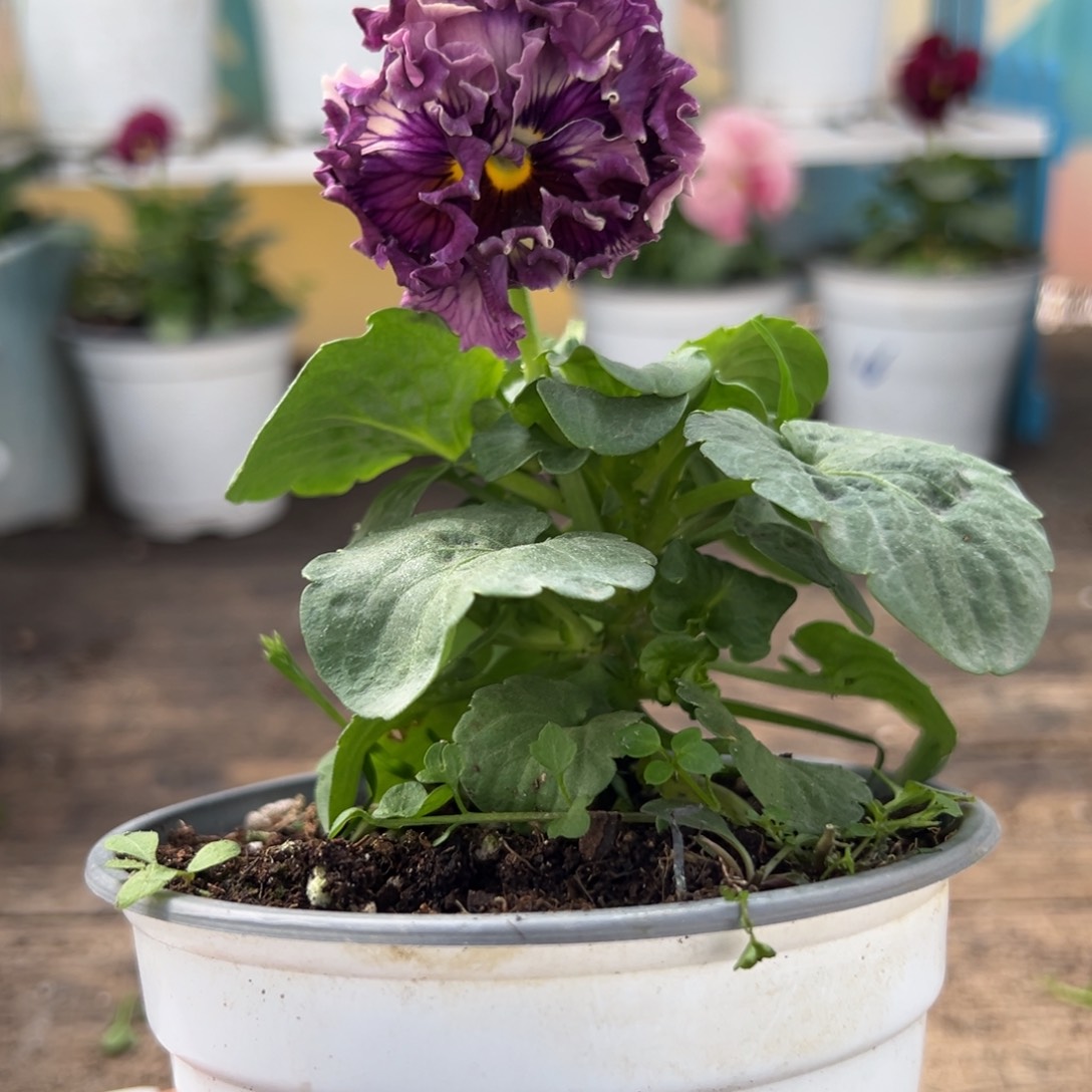 【闪购商品】完全开放455号