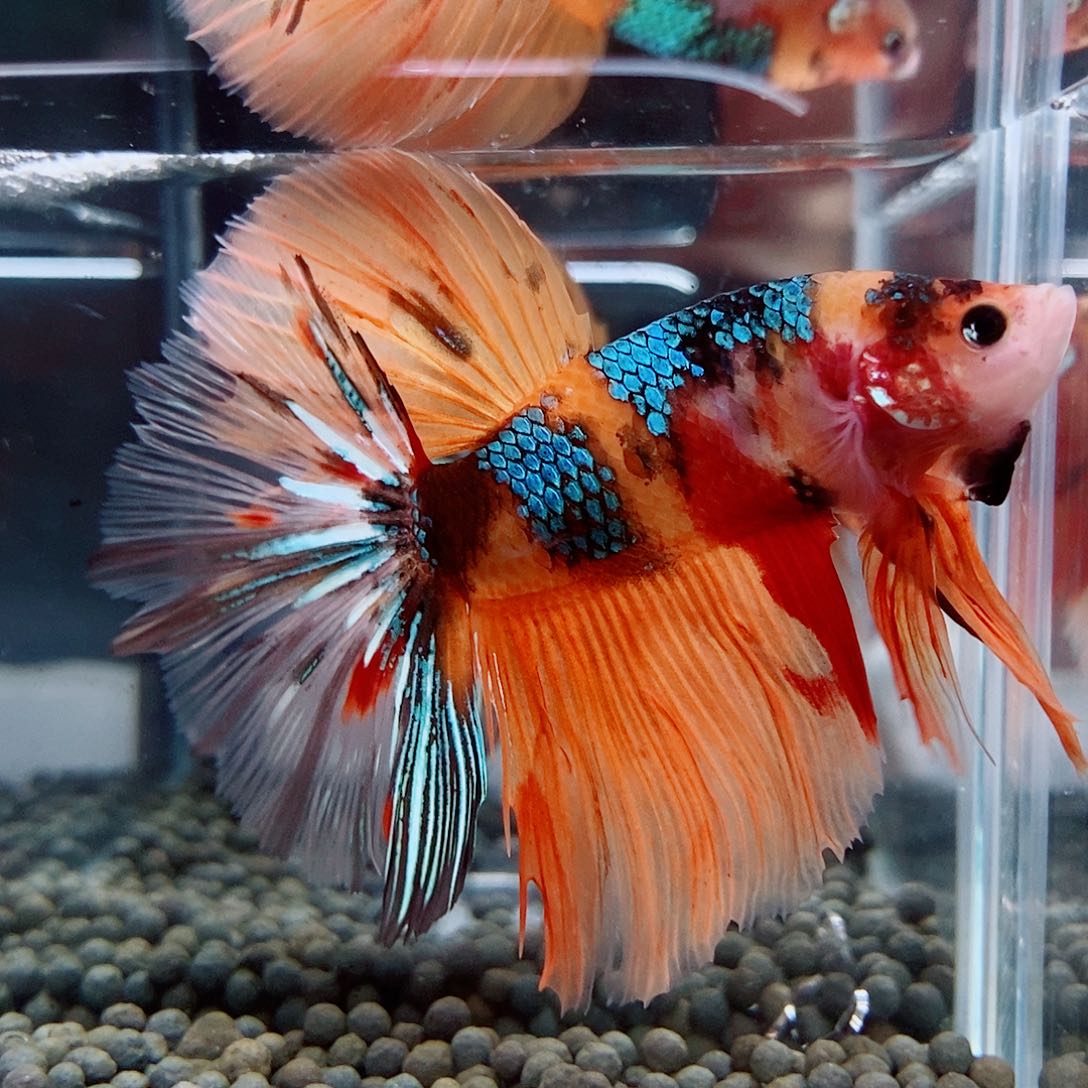 斗鱼蓝45号judouby