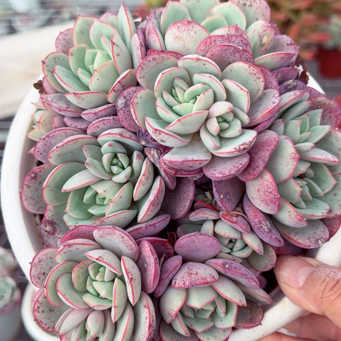 凌波仙子多头大盆群